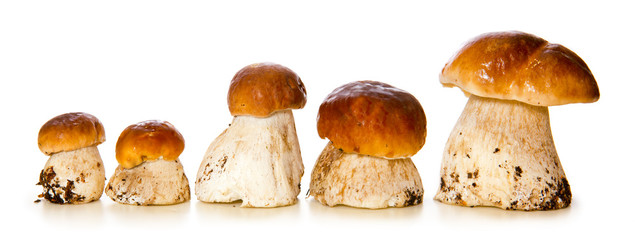 Five porcini mushrooms.