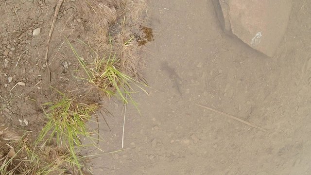 underwater life of the Carpathian and Alpine newts and other aquatic creatures. only in the mating season, they crawl out of their secret refuge in underground burrows 

