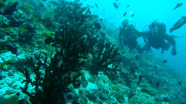 Scuba divers, man and woman approach the school of fish in coral 