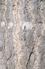Ginkgo biloba (maidenhair tree) bark