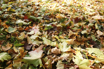 concept autumn is coming to town, leaves on the road