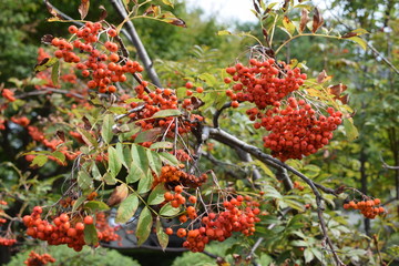 ナナカマド／山形県鶴岡市の森林でナナカマドを撮影した、秋イメージの写真です。
