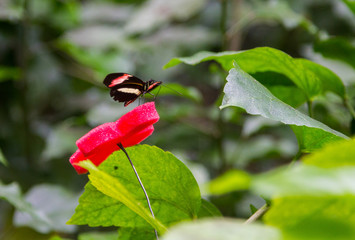 Beautiful butterfly with black wings and red