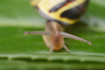 Fühler mit Augen der Hain-Bänderschnecke Cepaea nemoralis