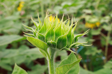 sunflower in the field