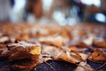 background autumn leaves in the park, nature