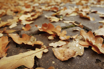 concept autumn is coming to town, leaves on the road