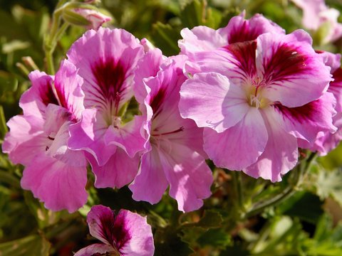 pink flowers of geranium