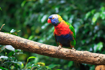Close up of a Rainbow Lorikeet (Trichoglossus haematodus) sitting on a wooden branch