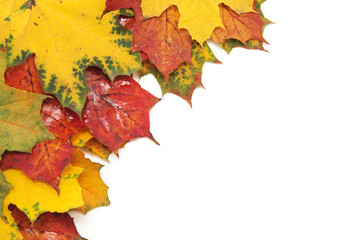 autumn maple leaf isolated on white background