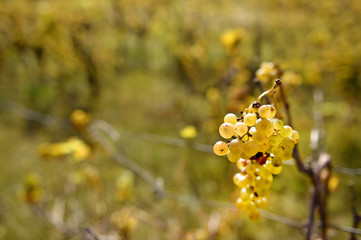 Autumn vine harvest
