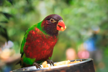 Closeup of A single parrot (Trichoglossus haematodus,  lorius chlorocercus) perched on a platform with a food plate with food item in his beak