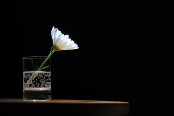 Daisy in a glass on black background