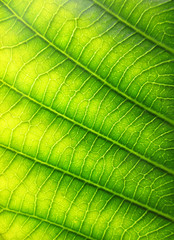 Fototapeta na wymiar Green leaf background texture