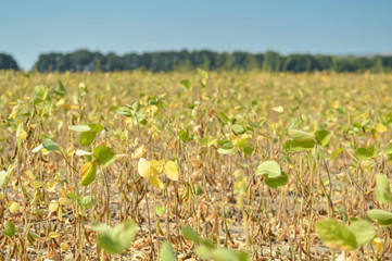 Big field of beans with riped pods at harvest time