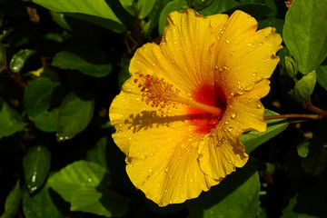 Hibiskusblüte © Matthias Stolt
