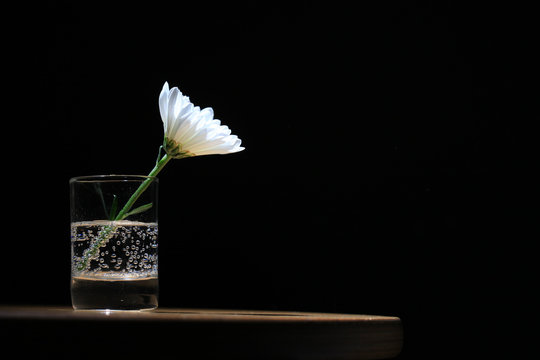 Fototapeta Daisy in a glass on black background