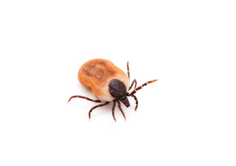 health danger - disease-carrier ticks