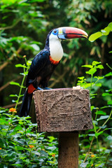 Single White-throated toucan ( tucan) bird sitting on a platform in natural surroundings