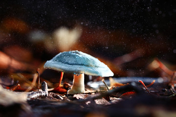 small poisonous mushroom, magic picture