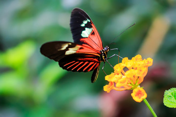 Fototapeta na wymiar Single Red Postman Butterfly or Common Postman (Heliconius melpomene) perched on a yellow flower closeup