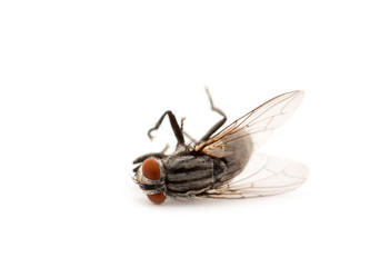 dead fly isolated on a white background © nata777_7