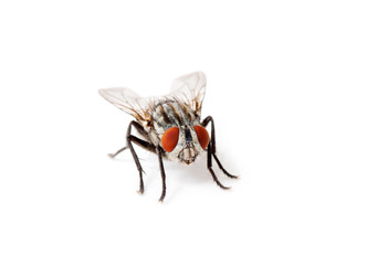 fly isolated on a white