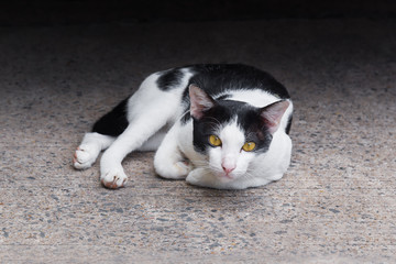 Portrait of  sinister face white cat  on road ground