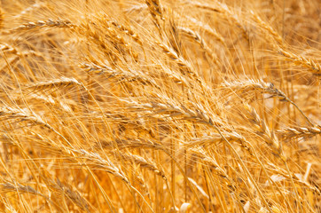 Wheat Field