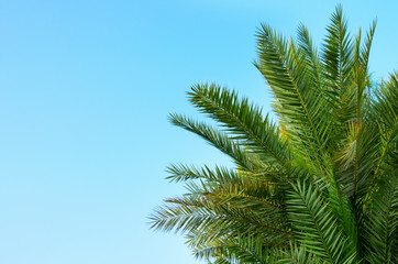 Fototapeta premium palm branches against the blue sky.