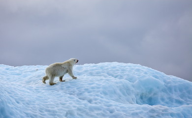 Naklejka na ściany i meble Polar bear in natural environment 