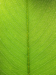 Green leaf background texture ( cassia fistula )