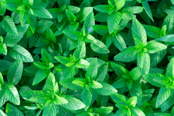 mint © Maks Peoplenko