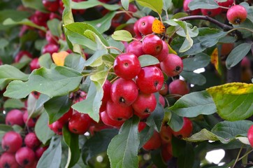 Zierapfel - Zieräpfel sind reif