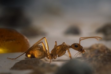 Муравей Camponotus санктус. Янтарный прозрачный муравей