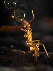 Муравей Camponotus санктус и капля росы   