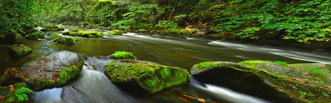 Waldfluss