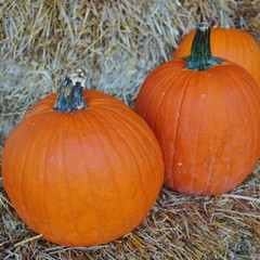 Round pumpkins in bulk at the farmers market in the fall