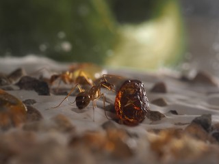 Муравей Camponotus санктус и янтарь 