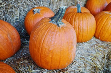 Round pumpkins in bulk at the farmers market in the fall
