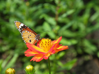 Obraz premium Beautiful butterfly on a blossom cosmos flower