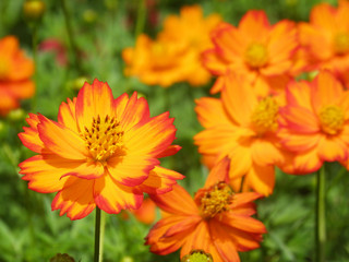 orange cosmos flower