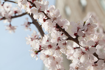 Branches of a white flowering apricots with a sunlight