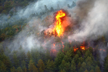 Intense flames from a massive forest wild fire, Flames light up the night as they rage thru pine...