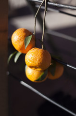 Natural organic tangerines hanging on iron door