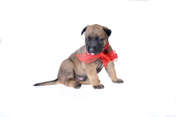 Obraz premium Cute puppy