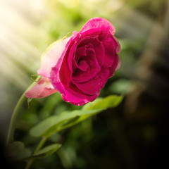 Red rose on tree with sunlight in morning time
