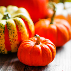 Colorful pumpkins on rustic wooden background