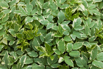Background, texture foliage