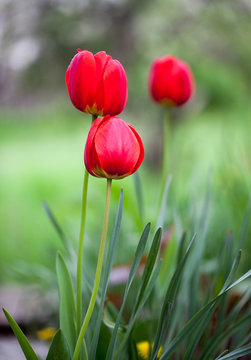Three tulips